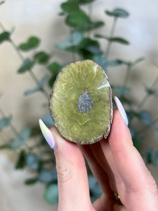 Argentinian Orbicular Jasper (33AE)