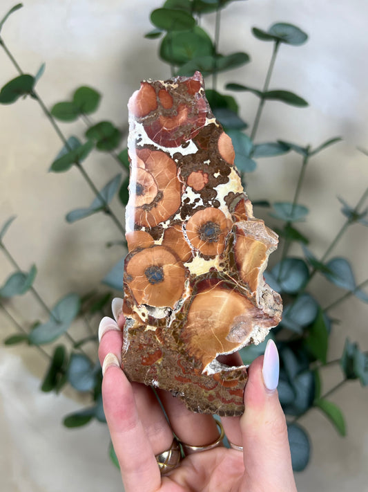 Argentinian Orbicular Jasper (110AA)