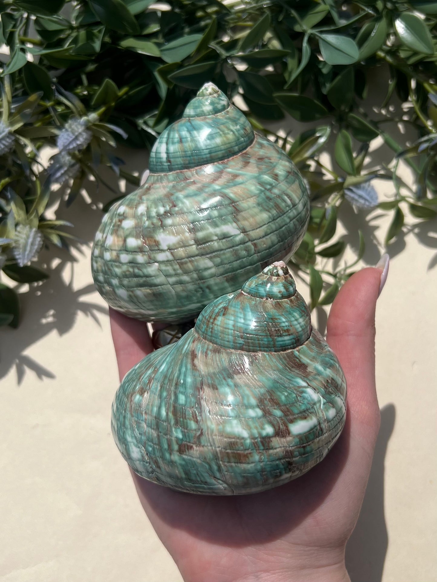 Shell - Turbo Burgess (2 options)