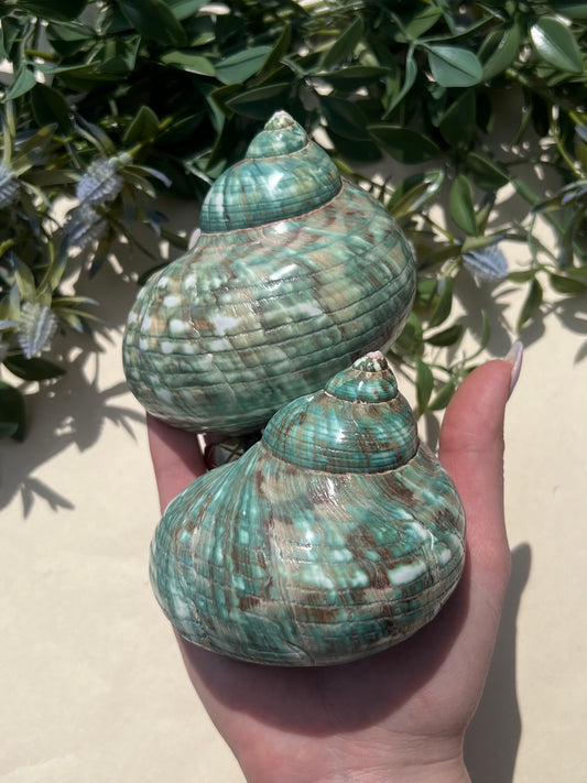 Shell - Turbo Burgess (2 options)