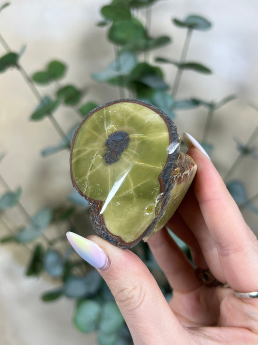 Argentinian Orbicular Jasper (64AA)