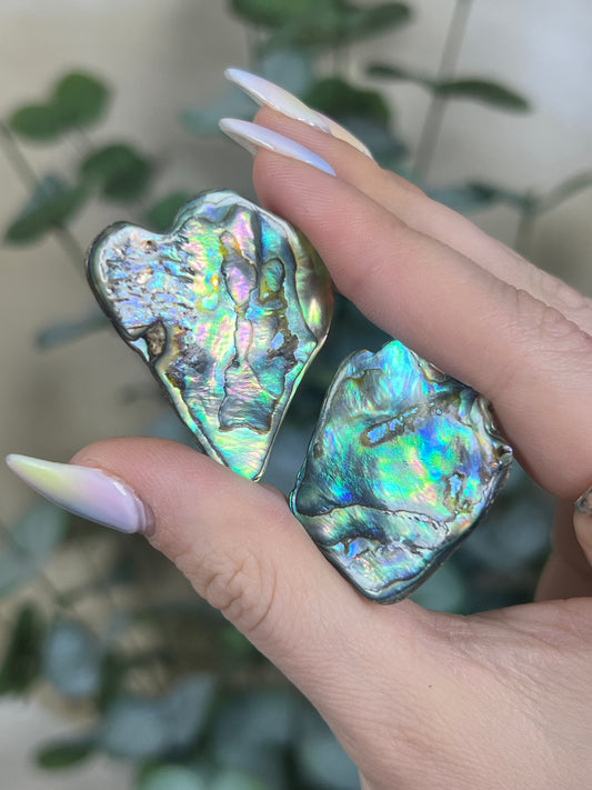 Shell - Abalone Chips (intuitive)