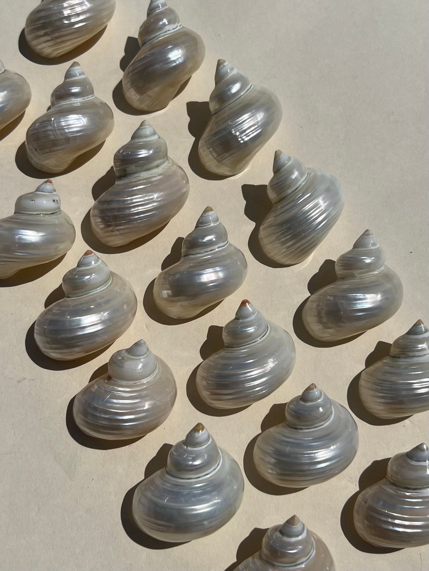 Shell - Pearlized Turbos (intuitive)