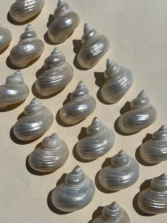 Shell - Pearlized Turbos (intuitive)
