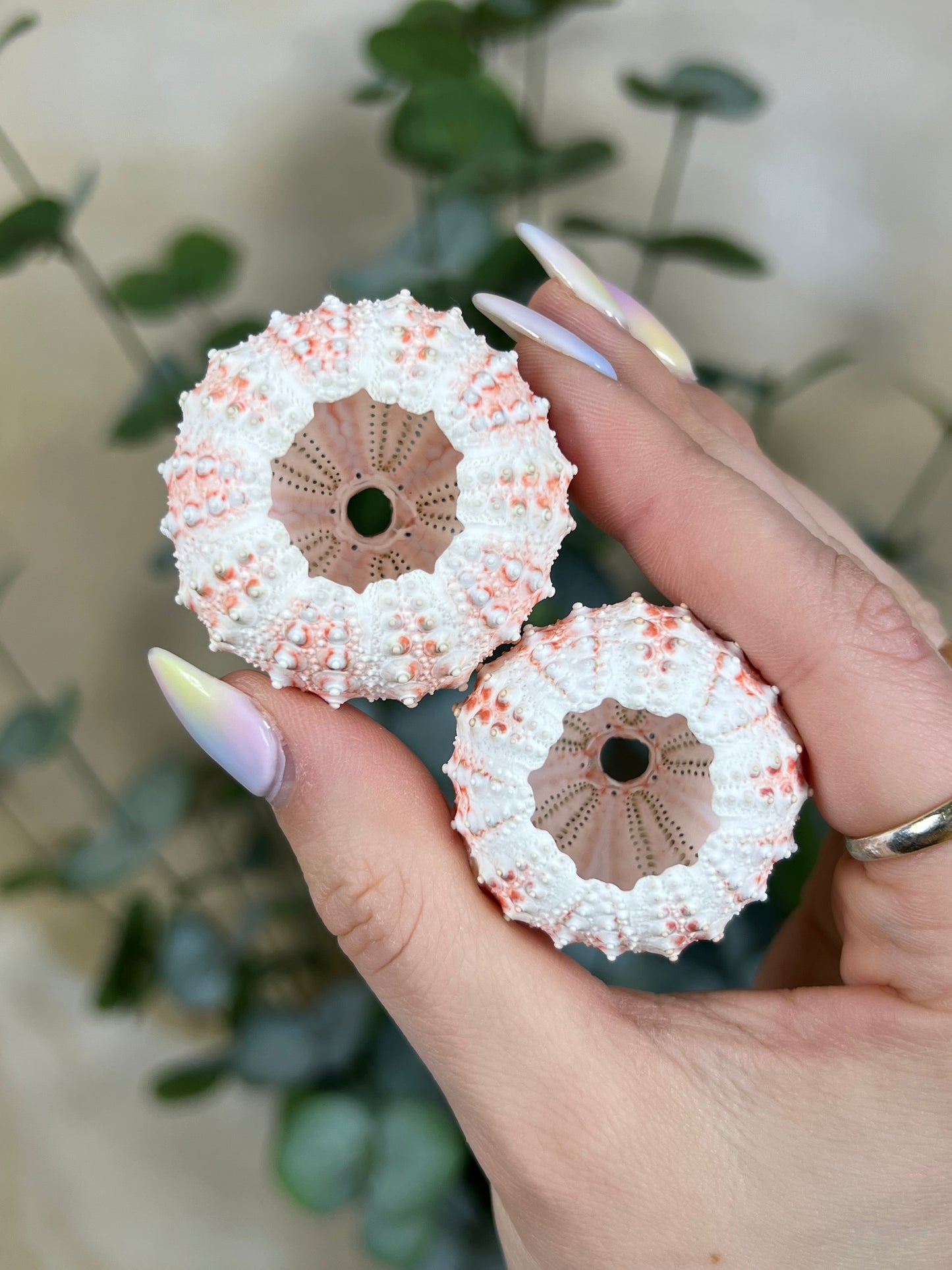 Shell - Velarde Urchins (6 options)