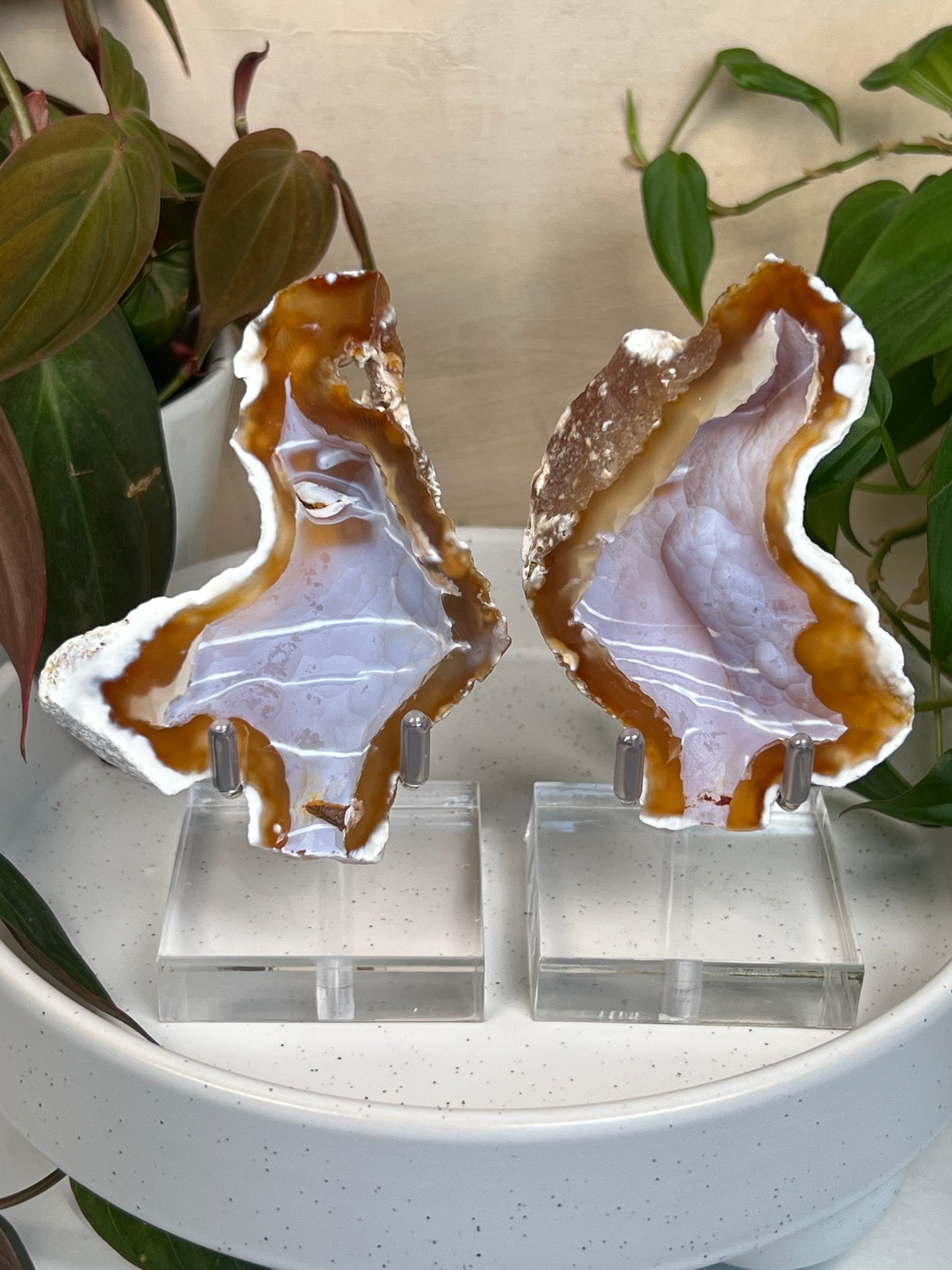 Agatized Coral Pair with Stands (62P)