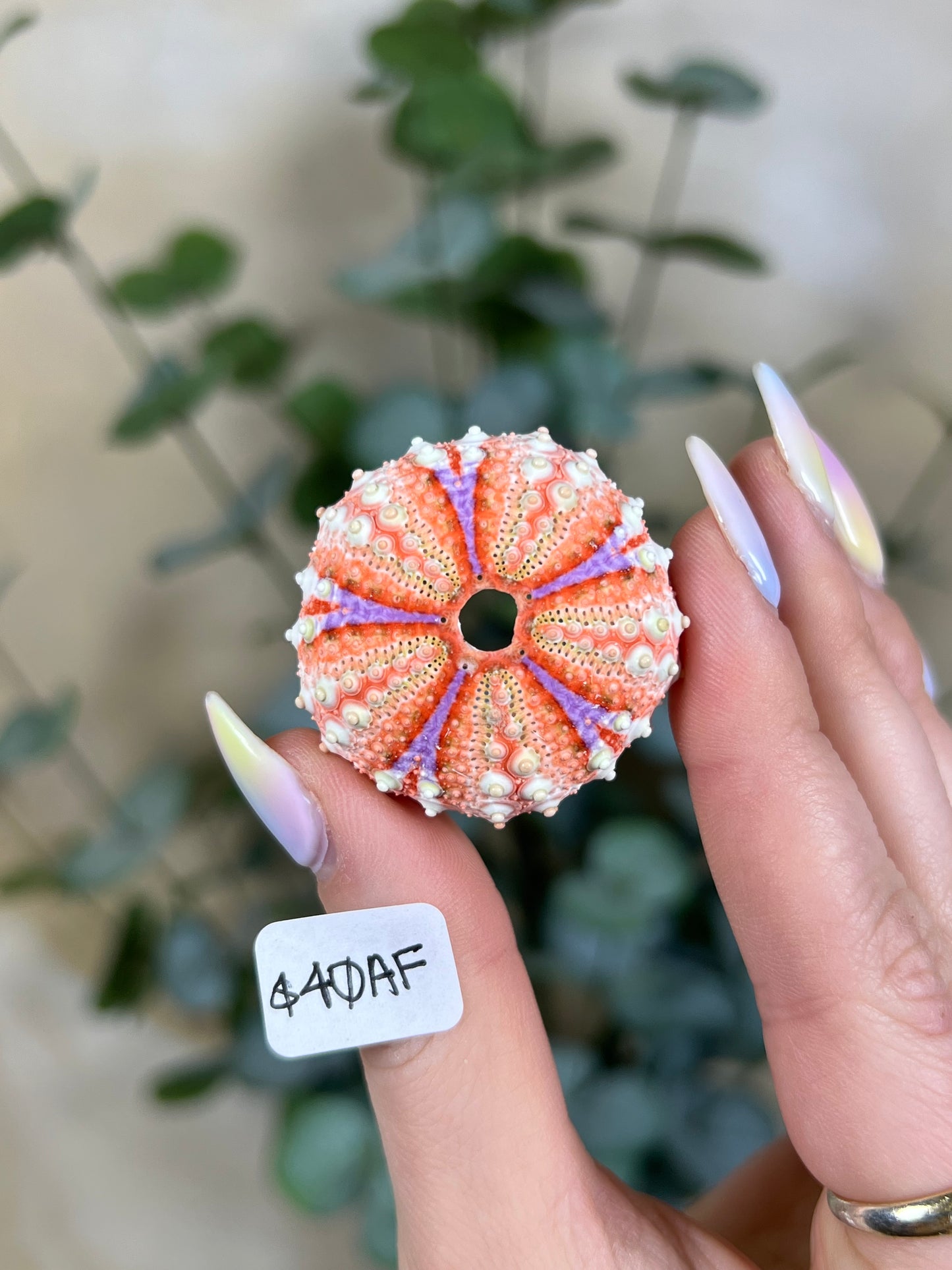 Shell - Velarde Urchins (6 options)