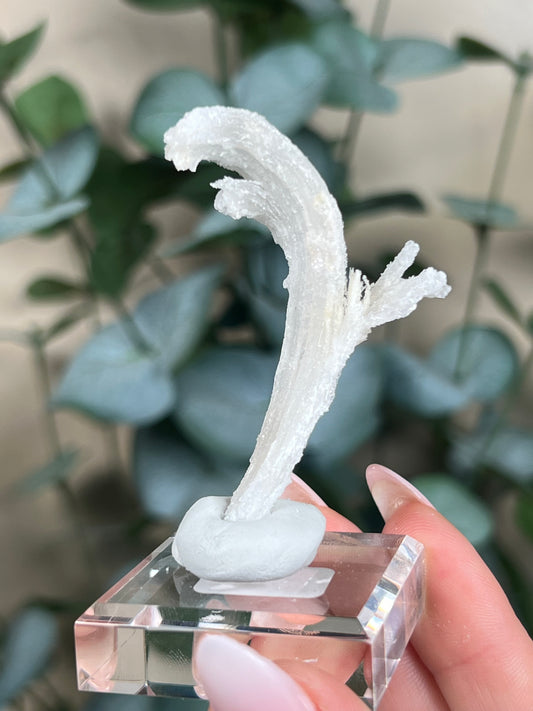 Horn Selenite (20EM)