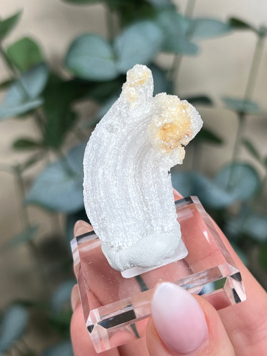 Horn Selenite (28ED)
