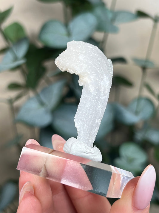 Horn Selenite (20EL)