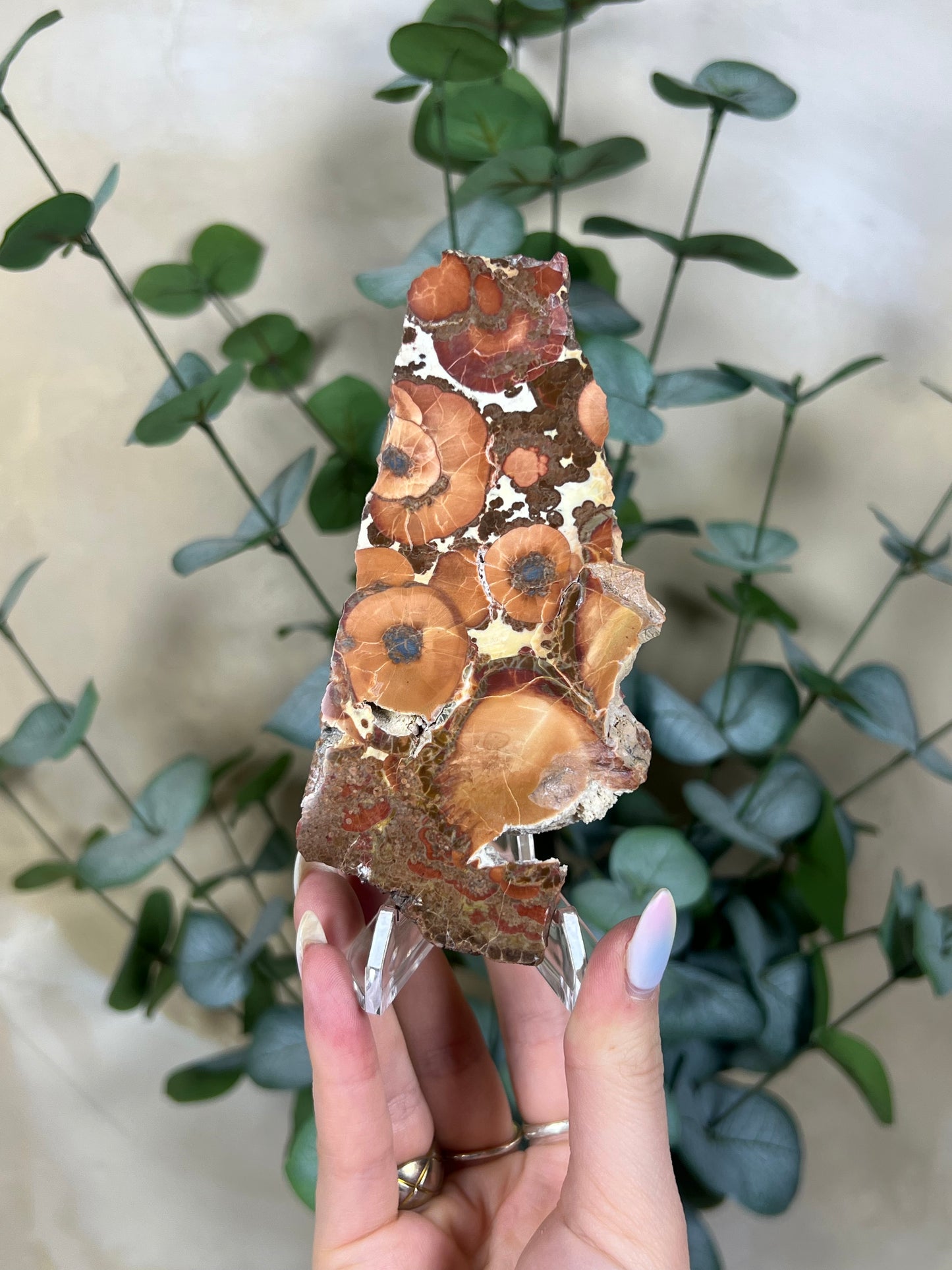 Argentinian Orbicular Jasper (110AA)