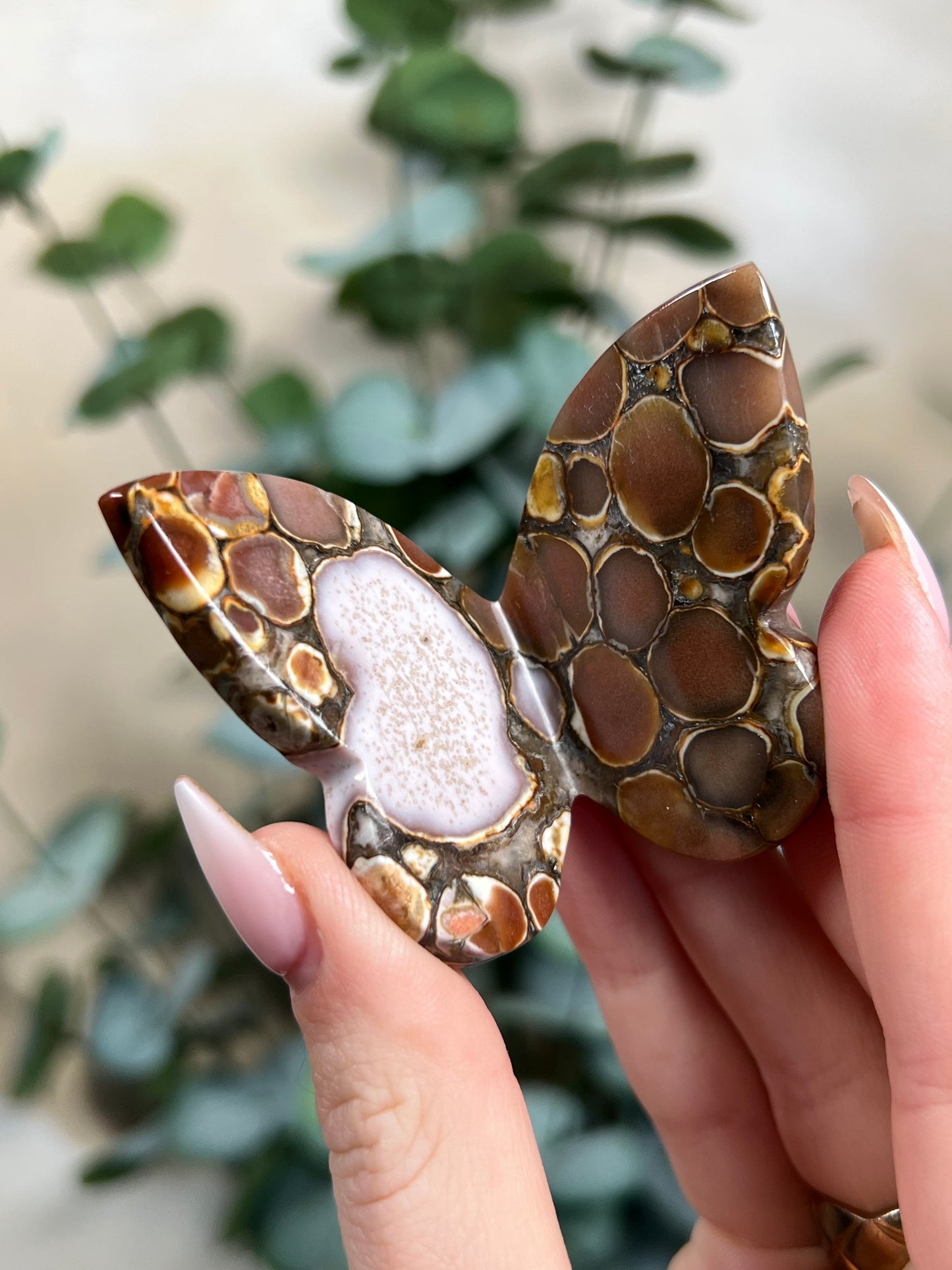 Cobra Jasper Butterflies