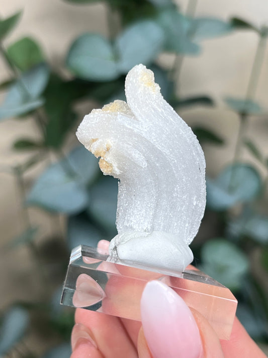 Horn Selenite (28ED)