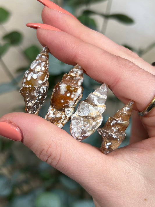 Agate-Replaced Shells